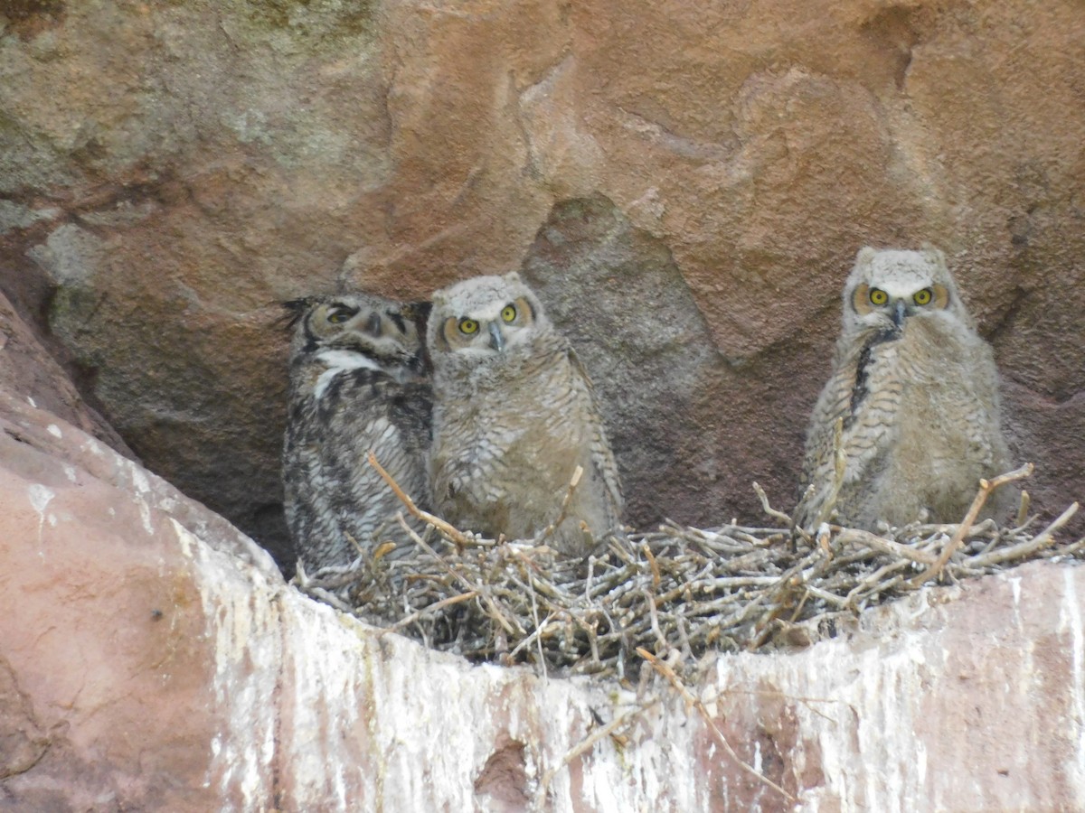 Great Horned Owl - Audrey Hicks