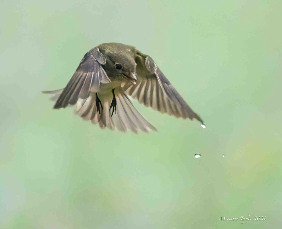 Least Flycatcher - Marianne Taylor