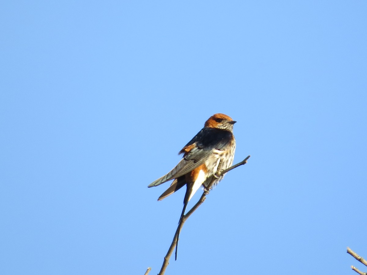 Lesser Striped Swallow - Mike & Angela Stahl