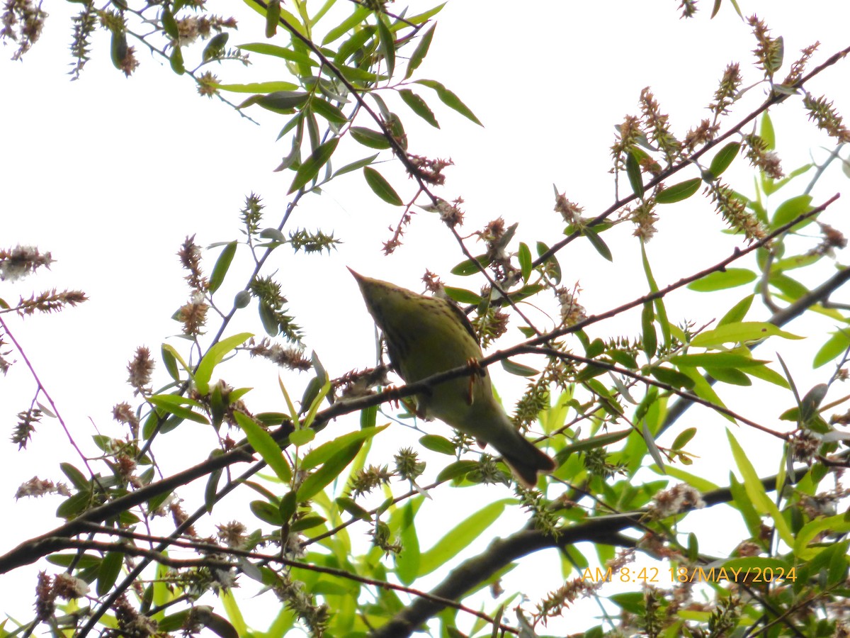 Blackpoll Warbler - ML619224924