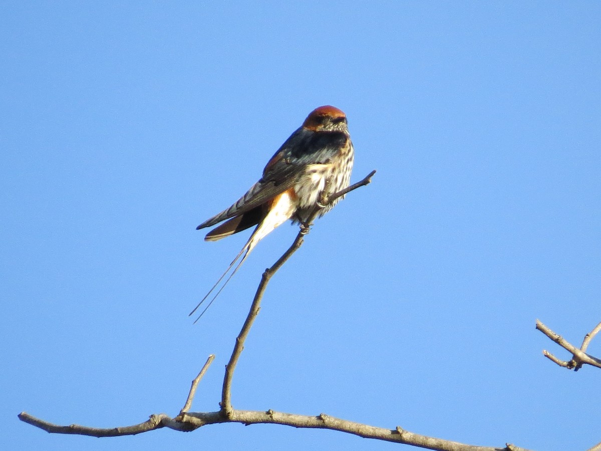 Lesser Striped Swallow - Mike & Angela Stahl
