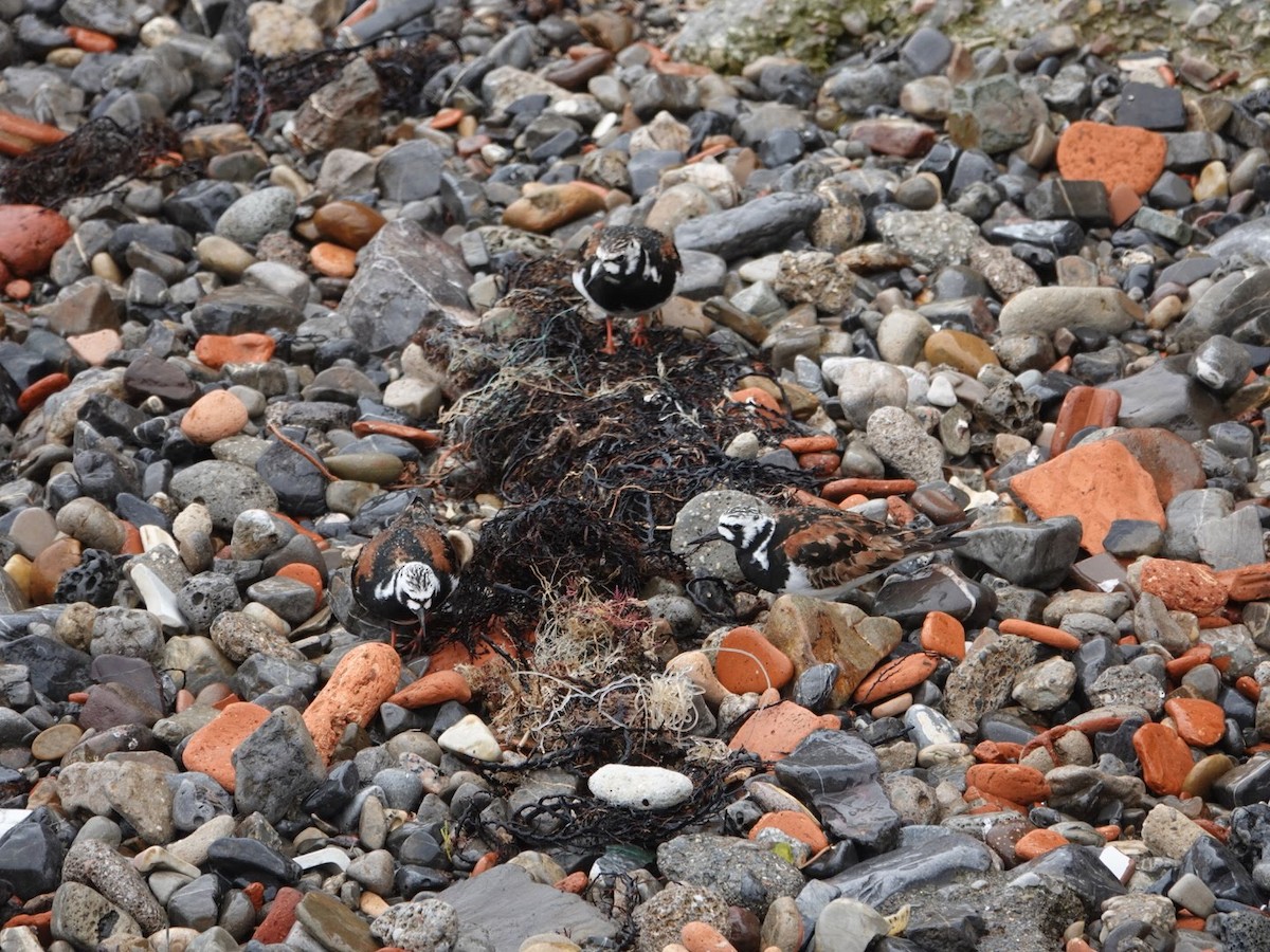 Ruddy Turnstone - Seppo Hjerppe