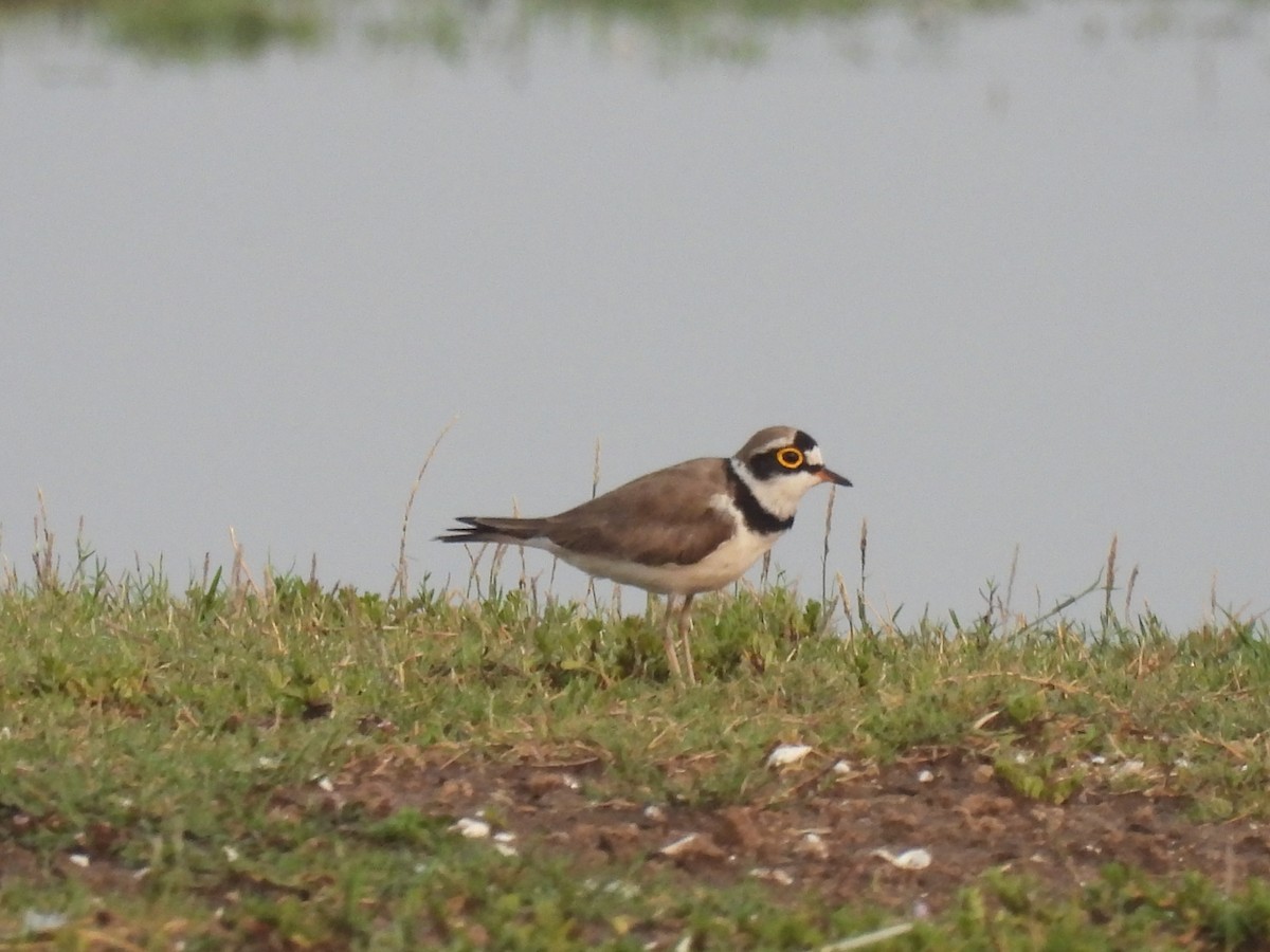 Little Ringed Plover - Ramesh Desai