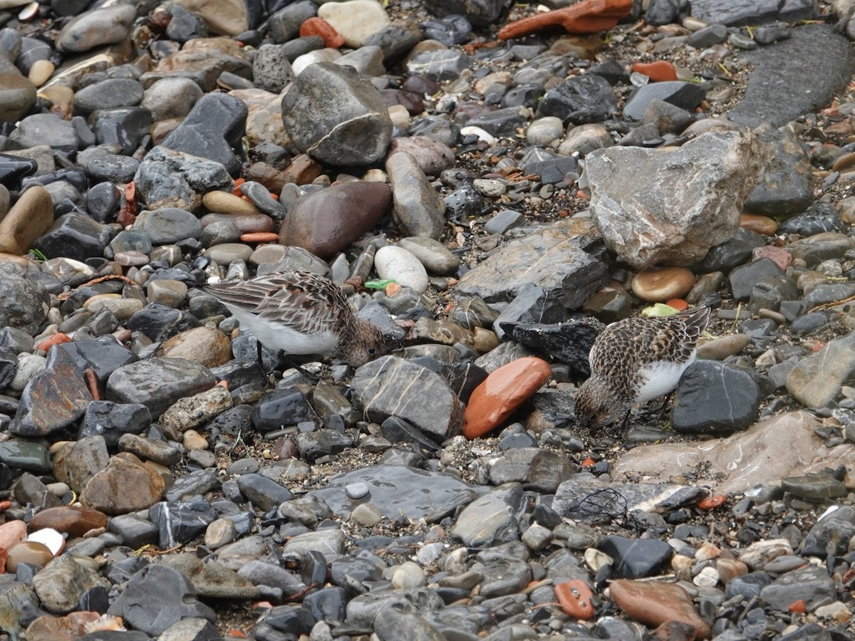 Sanderling - Seppo Hjerppe