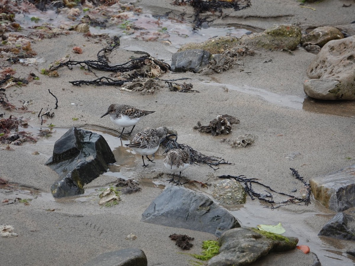 Sanderling - Seppo Hjerppe