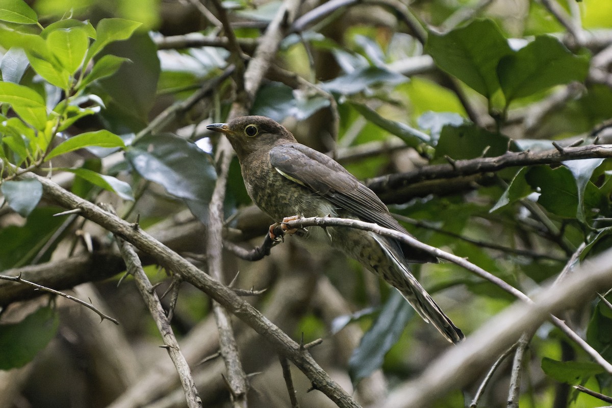 Fan-tailed Cuckoo - Kevin Huang