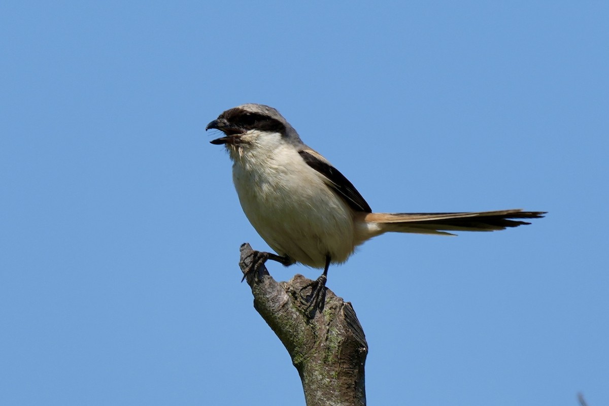 Long-tailed Shrike - Pine Cone