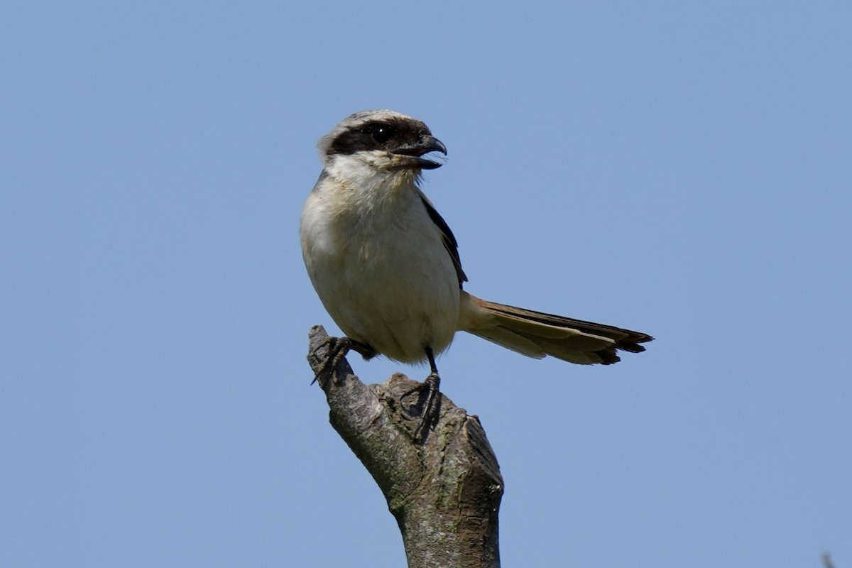 Long-tailed Shrike - Pine Cone