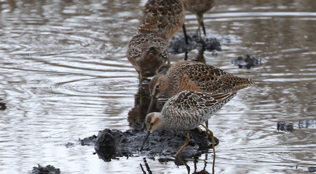 Stilt Sandpiper - Jim Sims