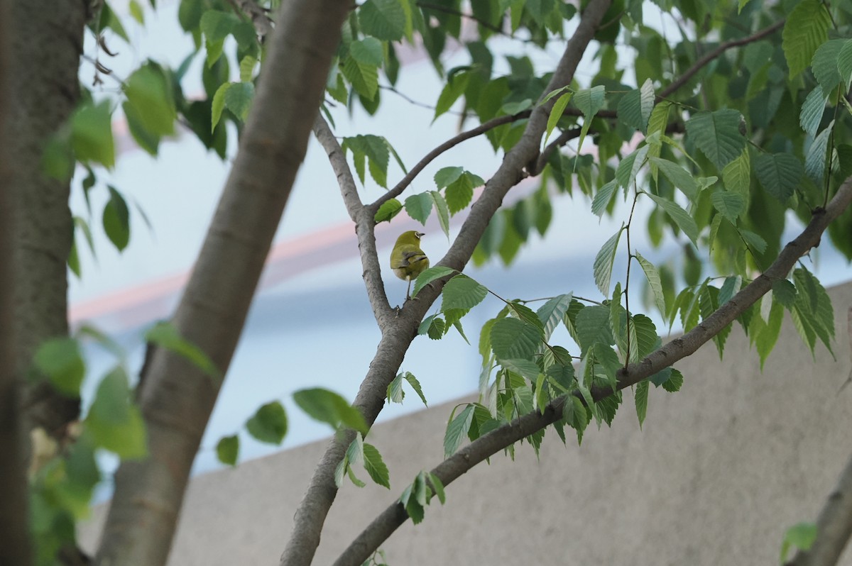 Swinhoe's White-eye - Marius Grathwohl