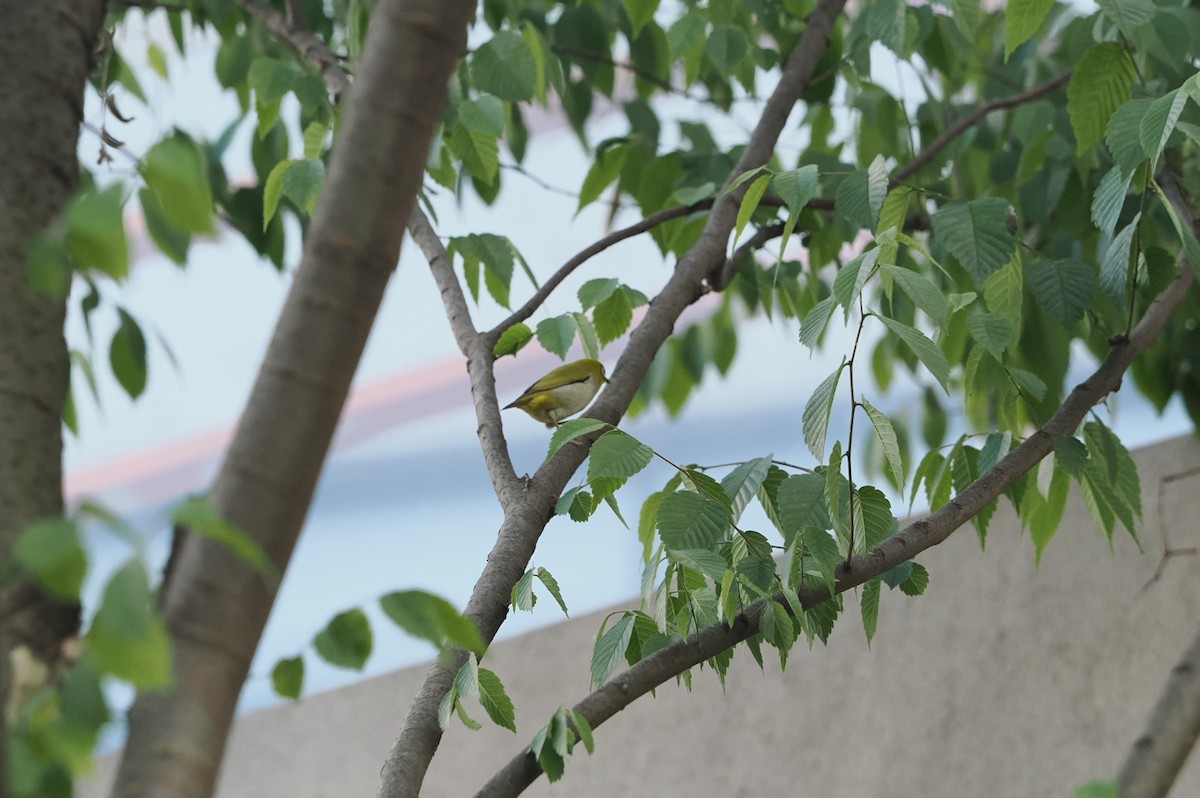 Swinhoe's White-eye - Marius Grathwohl