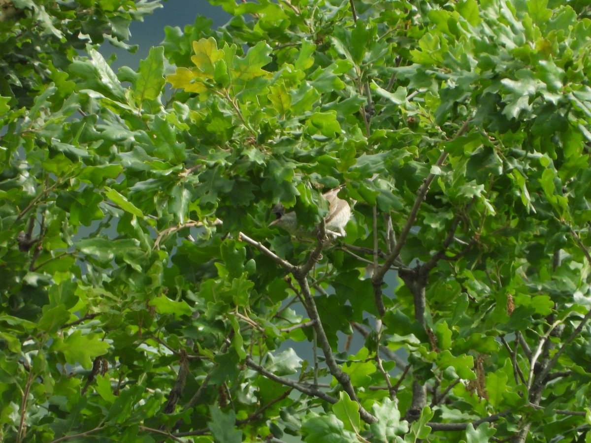 Barred Warbler - Elena Baonza Díaz