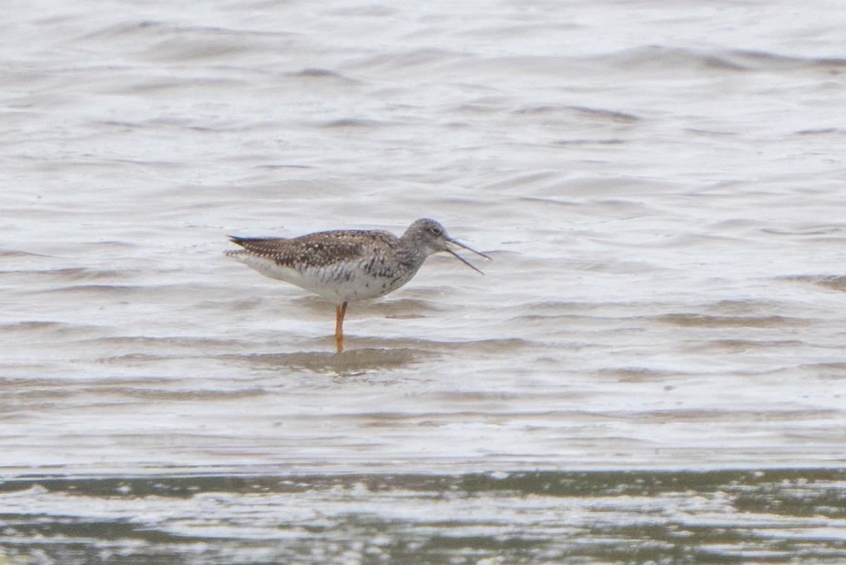 Greater Yellowlegs - ML619224988