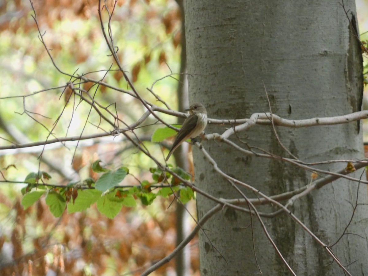 Spotted Flycatcher - Frederik Albrecht