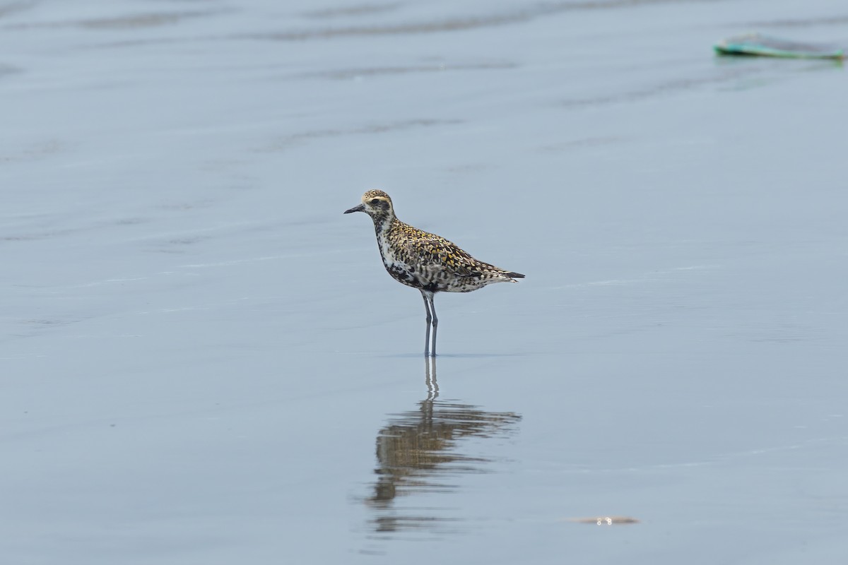 Pacific Golden-Plover - Tisha Mukherjee