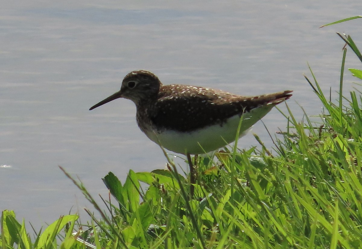 Solitary Sandpiper - ML619224997