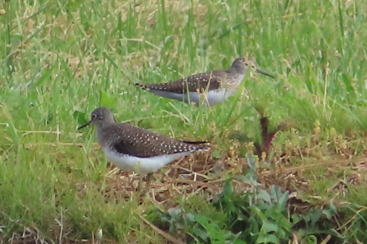 Solitary Sandpiper - Bonnie Hughes