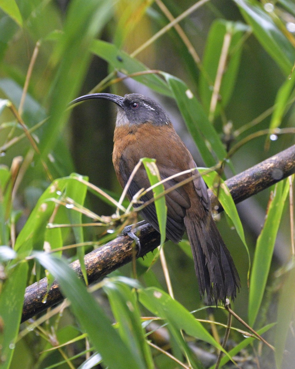 Slender-billed Scimitar-Babbler - Partha Saradhi Allam