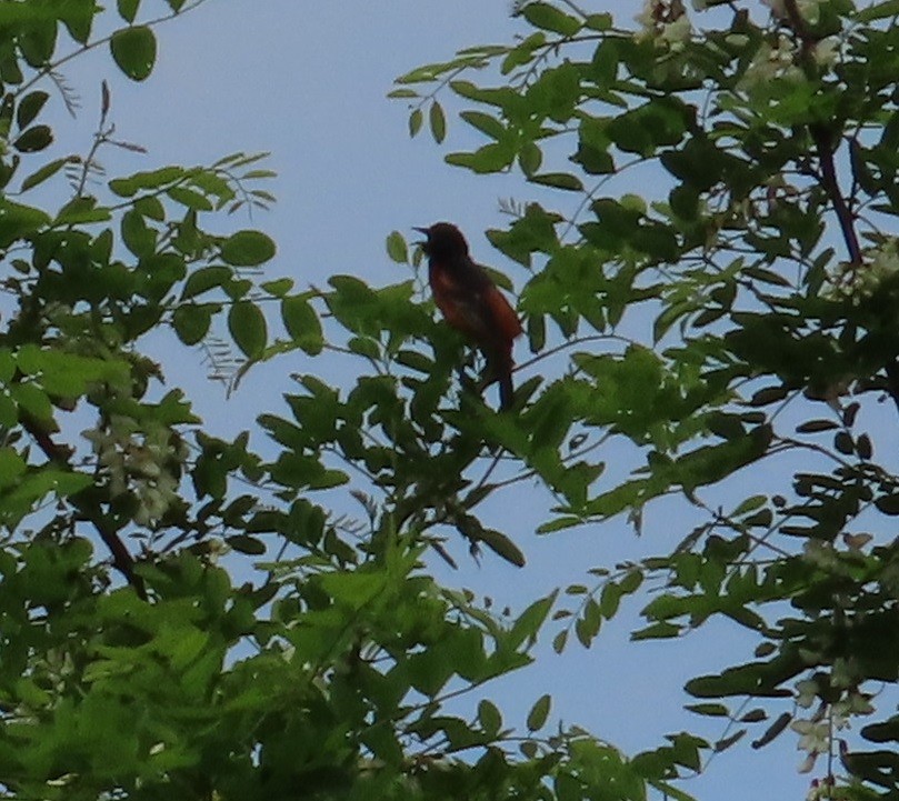 Orchard Oriole - Bonnie Hughes