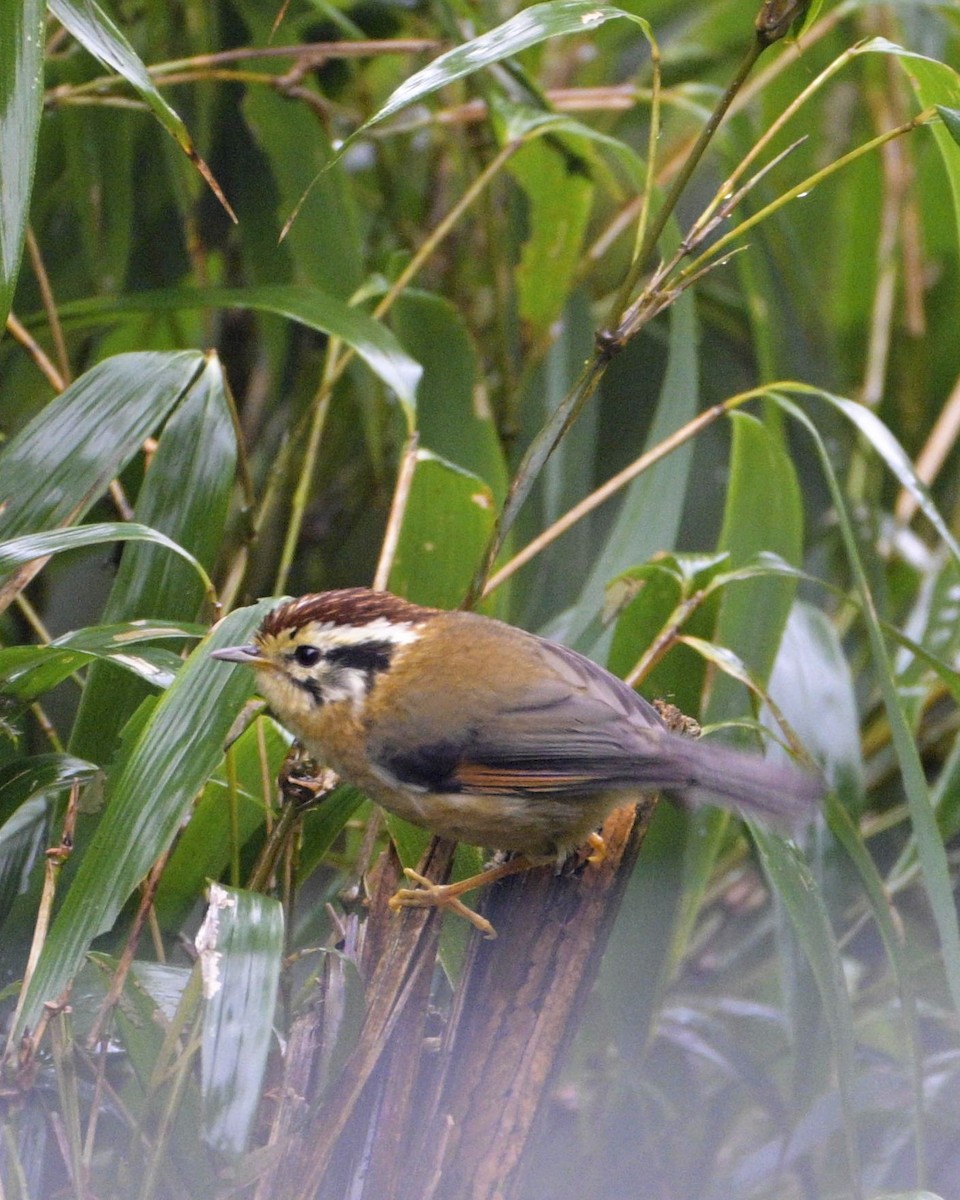 Rufous-winged Fulvetta - Partha Saradhi Allam