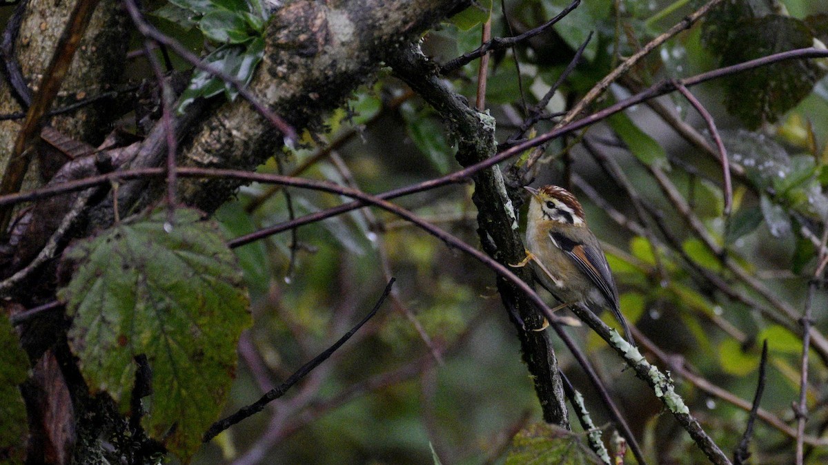 Rufous-winged Fulvetta - Partha Saradhi Allam