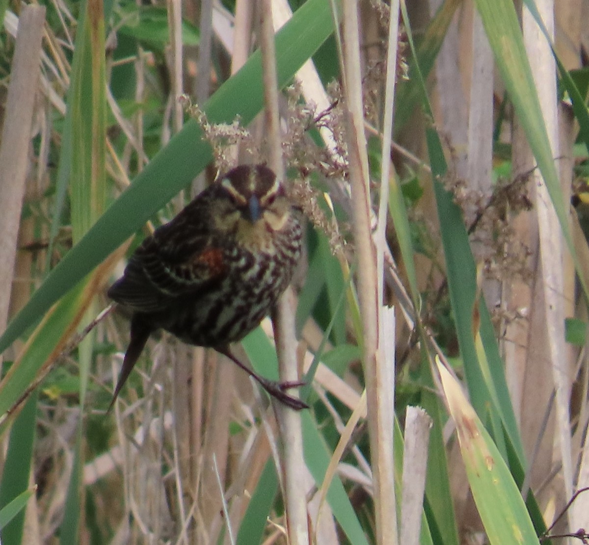 Red-winged Blackbird - ML619225025