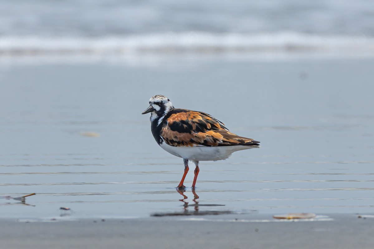 Ruddy Turnstone - Tisha Mukherjee