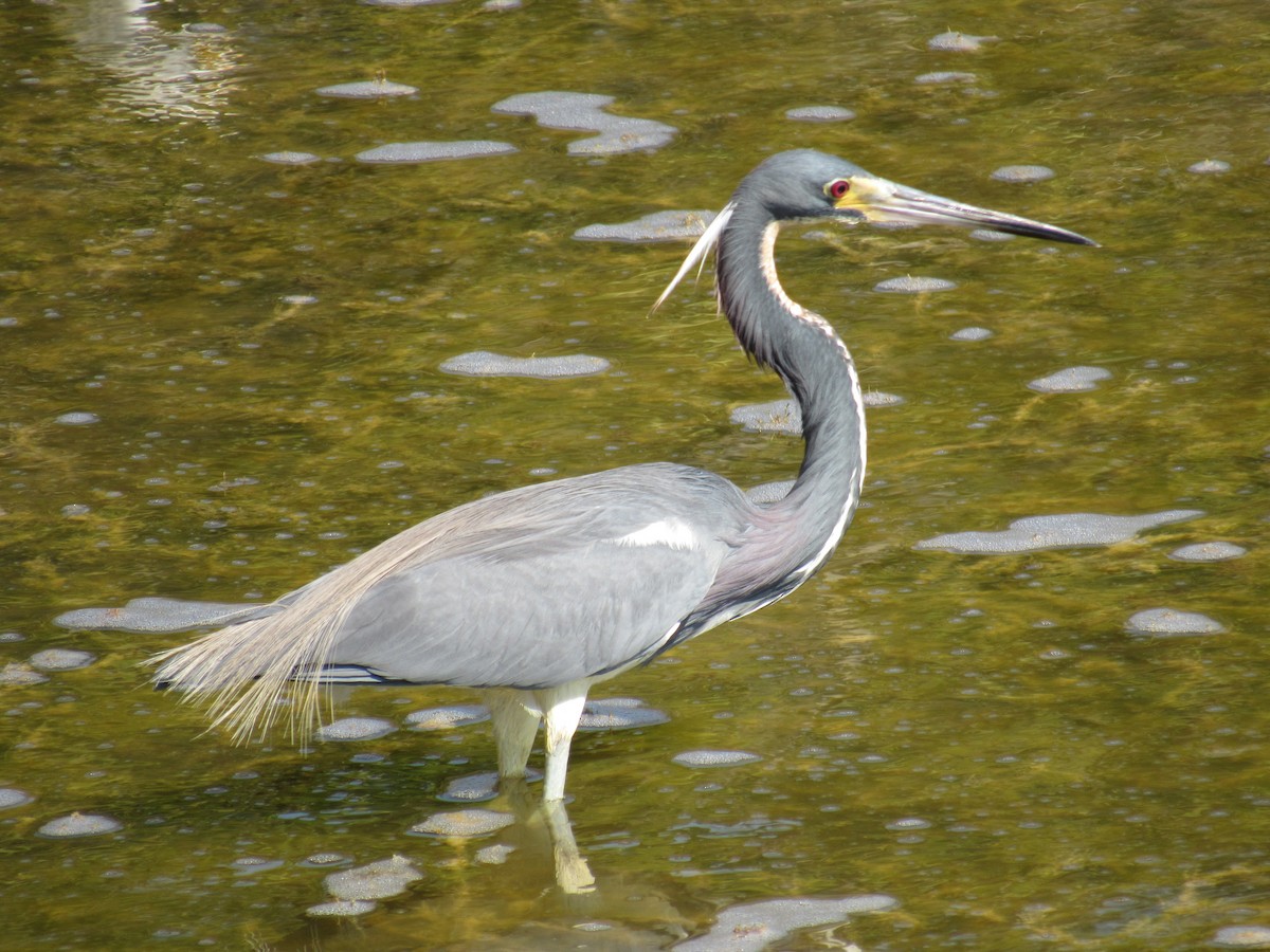 Tricolored Heron - ML619225053