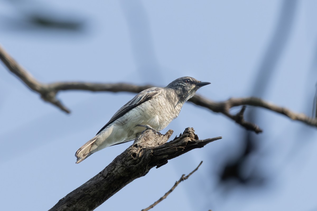 Black-headed Cuckooshrike - Tisha Mukherjee