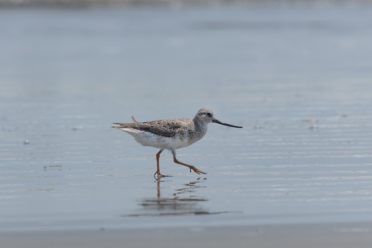 Terek Sandpiper - ML619225101