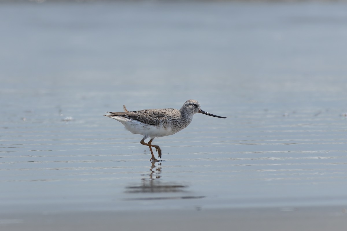 Terek Sandpiper - Tisha Mukherjee