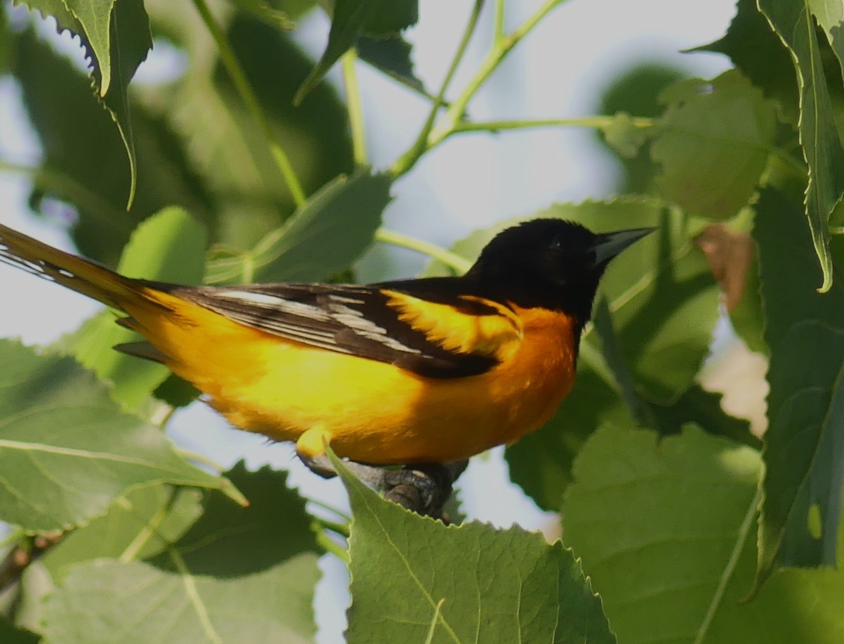 Baltimore Oriole - ML619225113