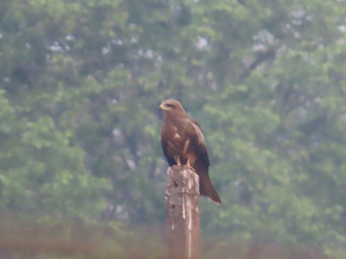 Black Kite - Shilpa Gadgil