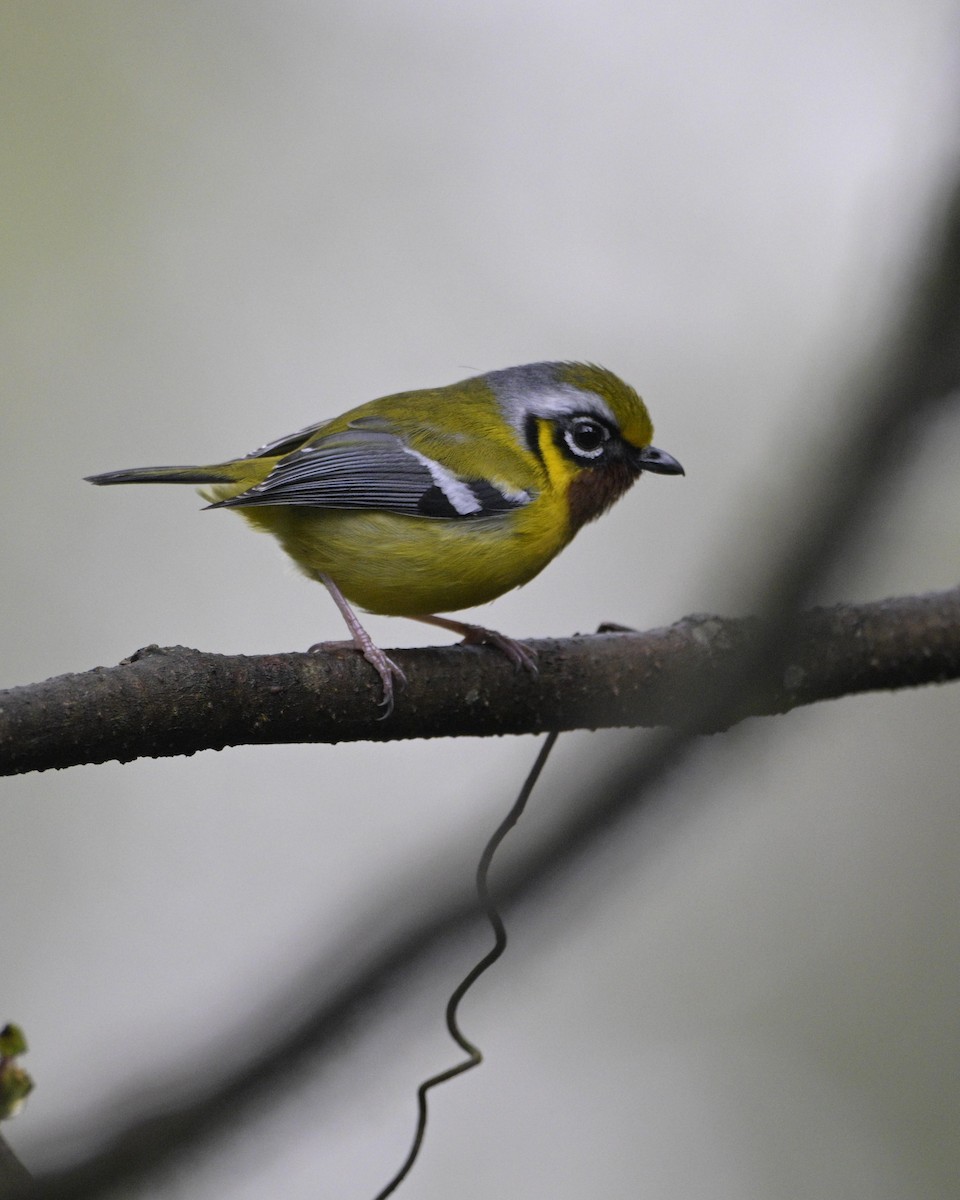 Black-eared Shrike-Babbler - Partha Saradhi Allam