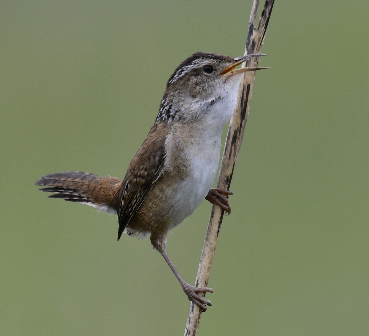 Marsh Wren - Harrison Calvin