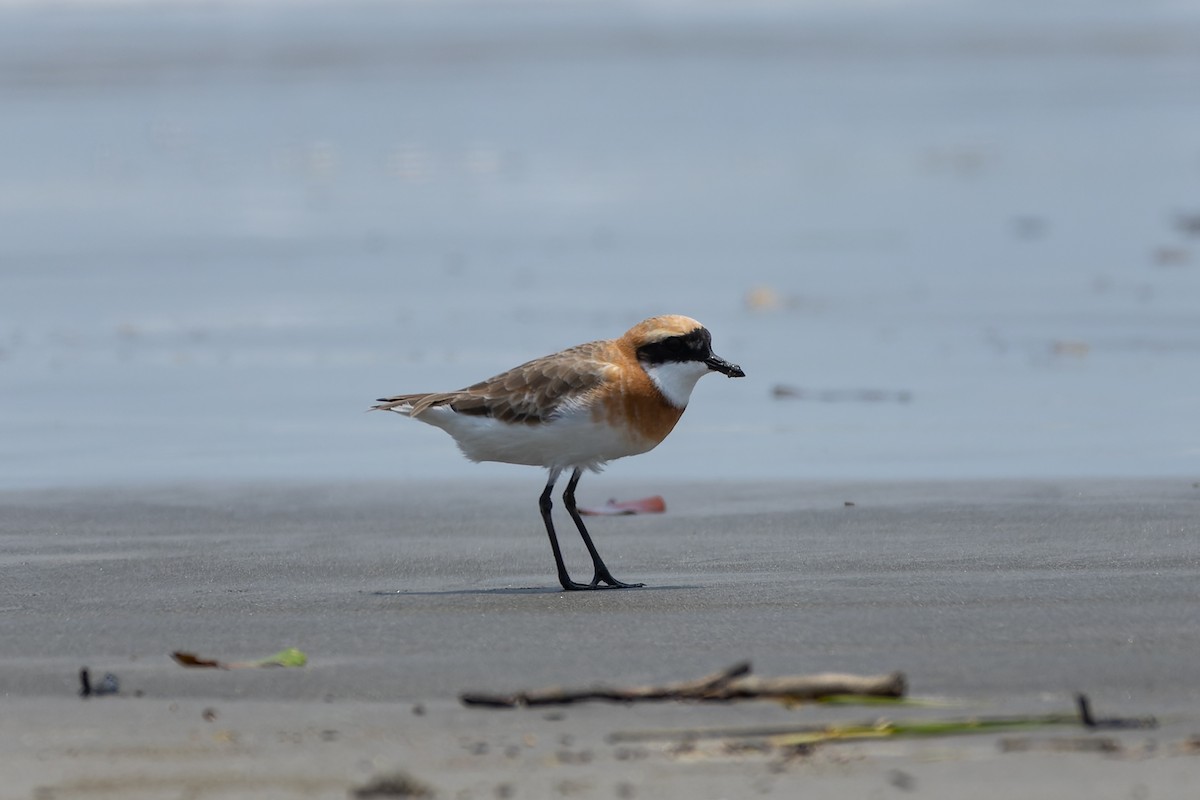 Tibetan Sand-Plover - Tisha Mukherjee