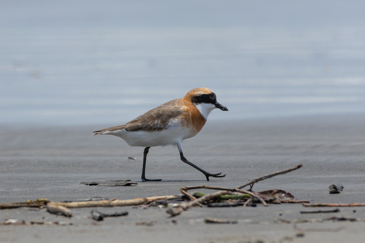 Tibetan Sand-Plover - Tisha Mukherjee