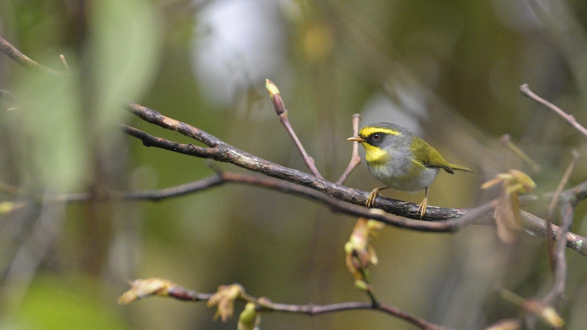 Black-faced Warbler - ML619225164