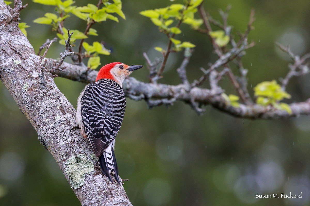 Red-bellied Woodpecker - Susan Packard