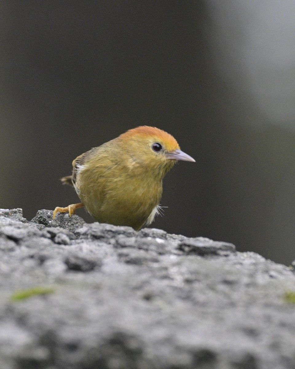 Rufous-capped Babbler - Partha Saradhi Allam