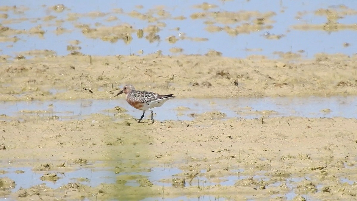 Red Knot - Carmelo García Del Rey