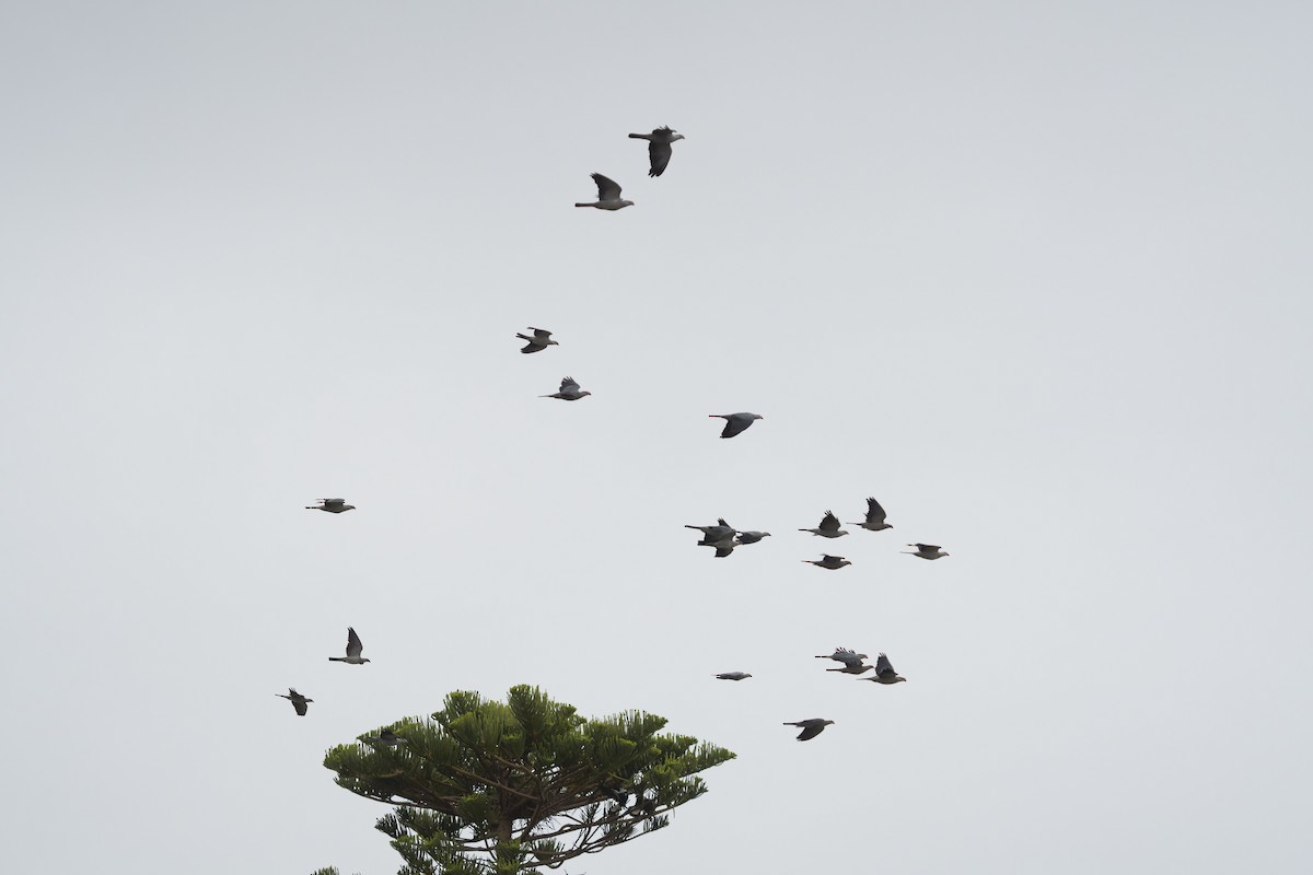 Topknot Pigeon - ML619225187