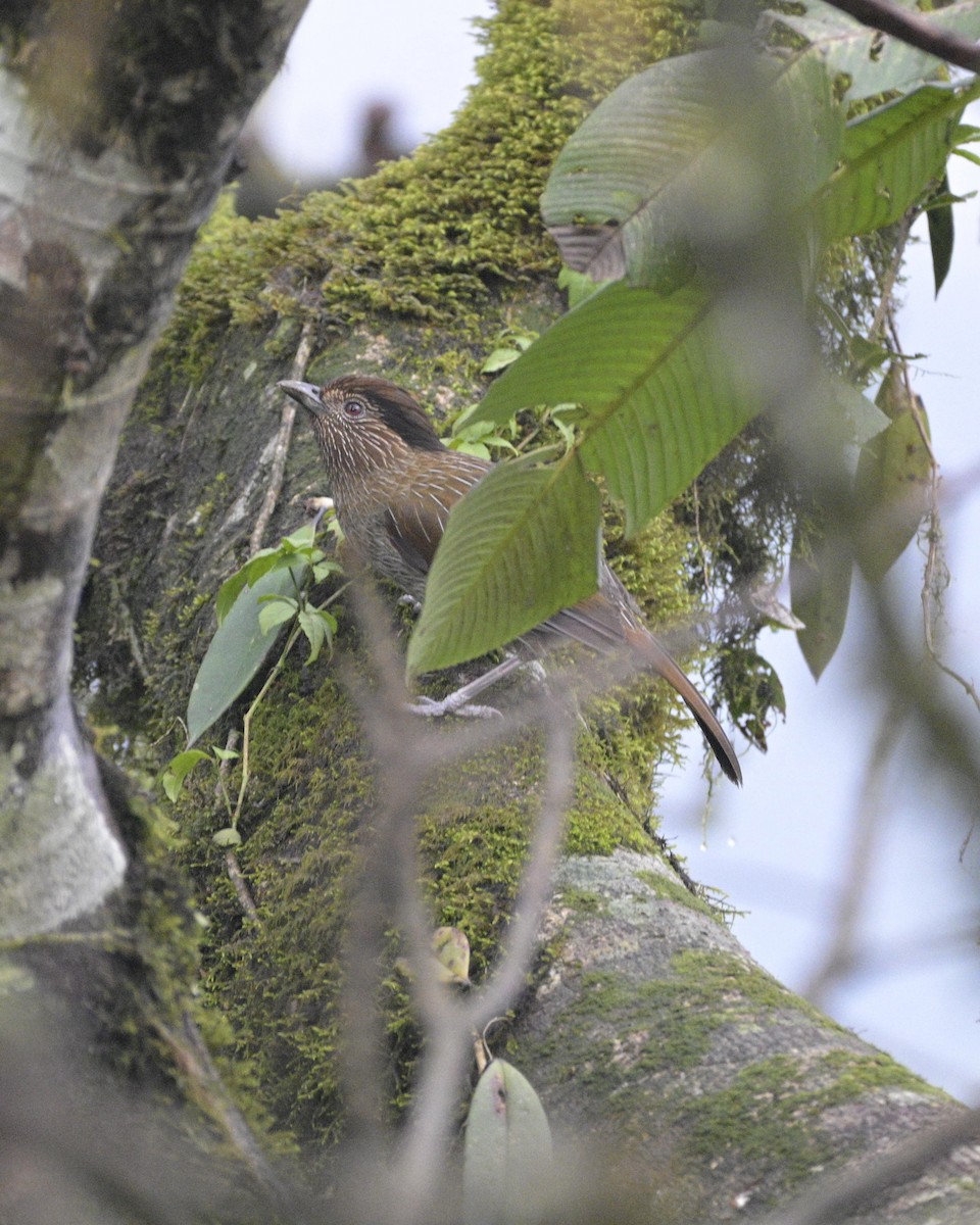 Striated Laughingthrush - ML619225203