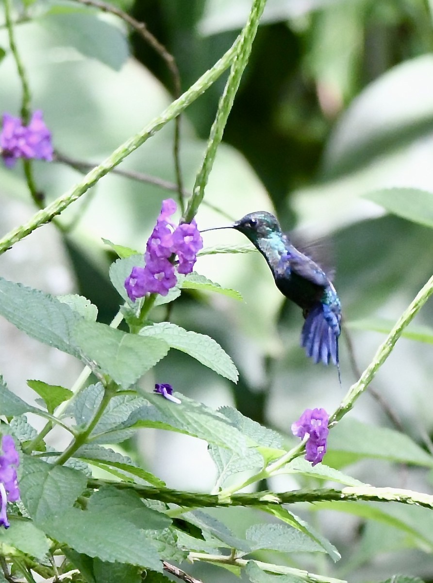 Violet-headed Hummingbird - mark perry