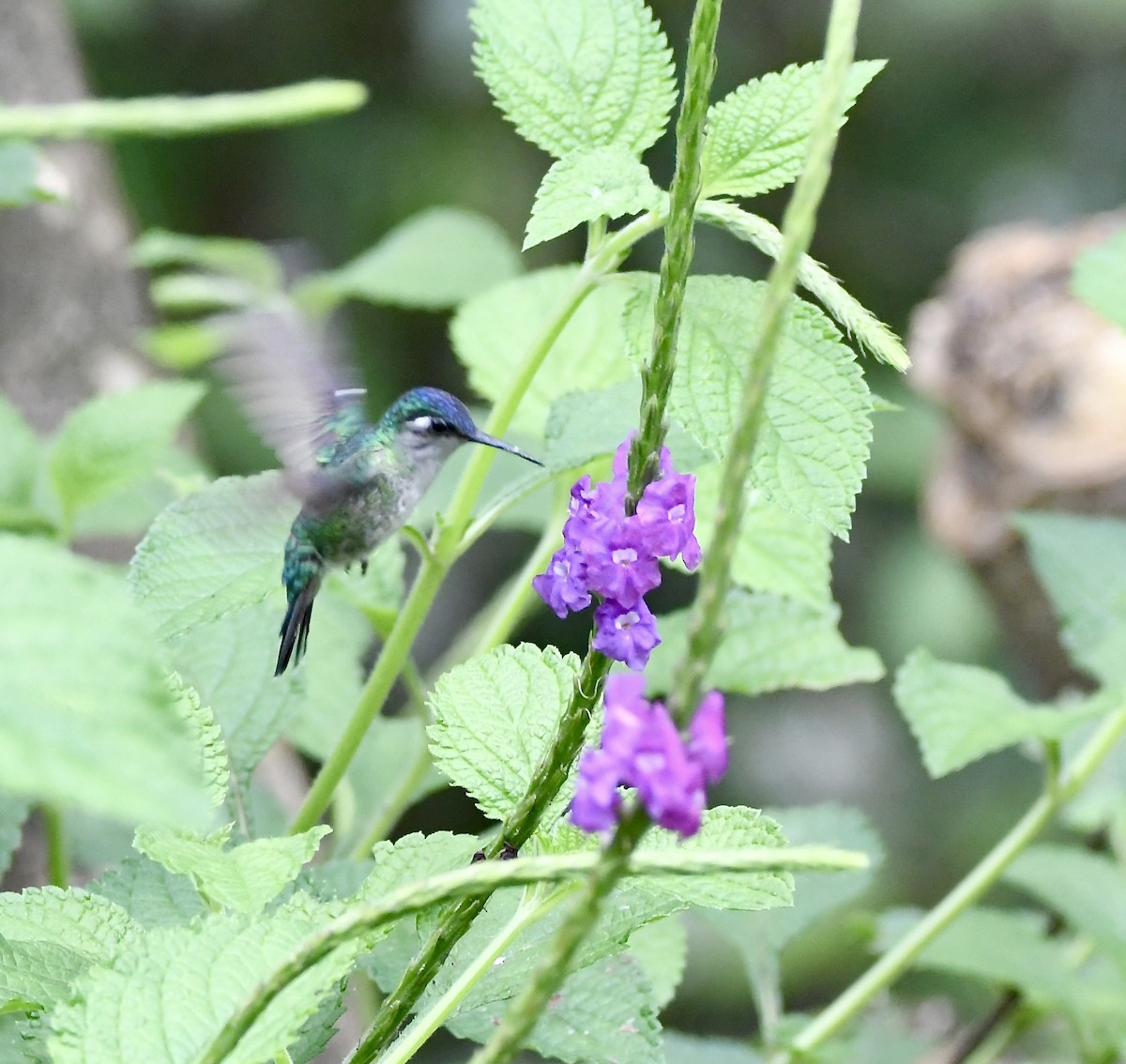 Violet-headed Hummingbird - mark perry