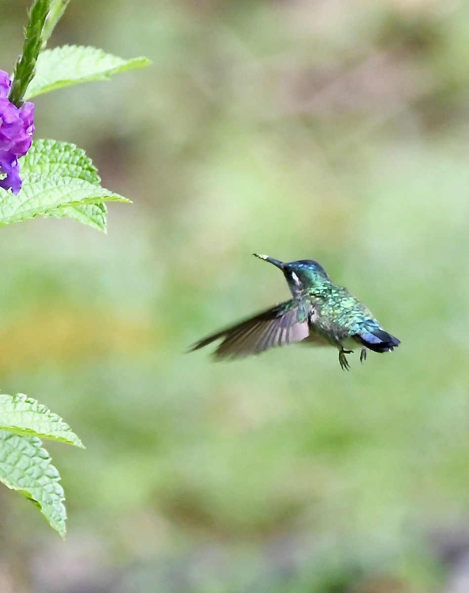 Violet-headed Hummingbird - mark perry