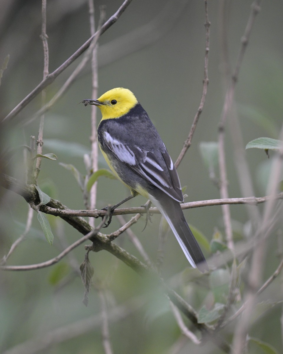 Citrine Wagtail - Partha Saradhi Allam