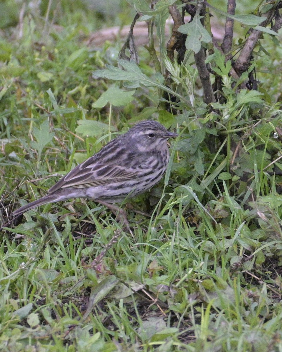 Rosy Pipit - Partha Saradhi Allam