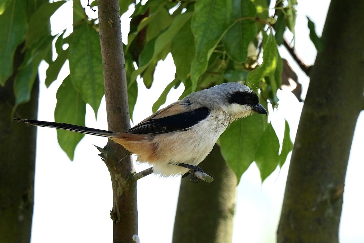 Long-tailed Shrike - Pine Cone