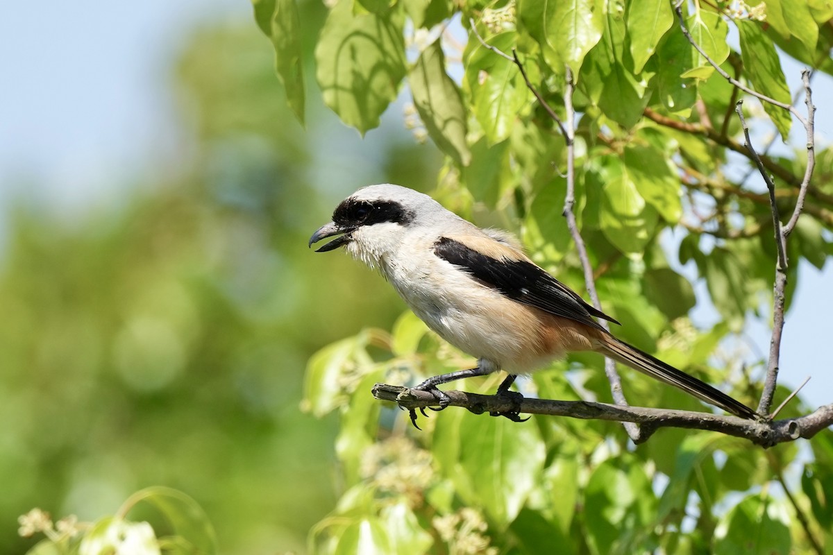 Long-tailed Shrike - Pine Cone